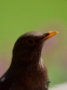 Filename=0008_fotowilga.JPG
Filesize=190KB
Dimensions=525x700
Date added=Mar 26, 2019 0008_fotowilga.JPG