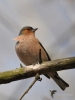 Filename=00090_fotowilga~62.JPG
Filesize=210KB
Dimensions=525x700
Date added=Apr 11, 2018 00090_fotowilga~62.JPG