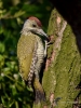 Filename=00093_fotowilga~39.JPG
Filesize=349KB
Dimensions=525x700
Date added=Jun 09, 2019 00093_fotowilga~39.JPG