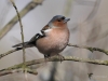 Filename=00094_fotowilga~57.JPG
Filesize=225KB
Dimensions=700x525
Date added=Apr 11, 2018 00094_fotowilga~57.JPG