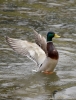 Filename=00099_fotowilga~36.JPG
Filesize=306KB
Dimensions=538x700
Date added=Apr 13, 2017 00099_fotowilga~36.JPG