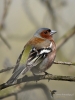 Filename=00099_fotowilga~52.JPG
Filesize=236KB
Dimensions=525x700
Date added=Apr 12, 2018 00099_fotowilga~52.JPG