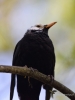 Filename=0009_fotowilga.JPG
Filesize=199KB
Dimensions=525x700
Date added=Mar 02, 2019 0009_fotowilga.JPG
