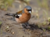 Filename=0009_fotowilga~54.JPG
Filesize=240KB
Dimensions=700x525
Date added=Jul 23, 2018 0009_fotowilga~54.JPG