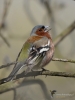Filename=00100_fotowilga~56.JPG
Filesize=230KB
Dimensions=525x700
Date added=Apr 12, 2018 00100_fotowilga~56.JPG