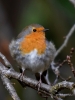 Filename=00102_fotowilga~61.JPG
Filesize=258KB
Dimensions=525x700
Date added=Oct 30, 2018 00102_fotowilga~61.JPG