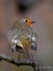 Filename=00103_fotowilga~52.JPG
Filesize=265KB
Dimensions=525x700
Date added=Oct 30, 2018 00103_fotowilga~52.JPG