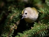 Filename=00108_fotowilga~54.JPG
Filesize=257KB
Dimensions=700x525
Date added=Oct 07, 2018 00108_fotowilga~54.JPG