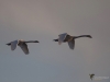 Filename=0010_fotowilga.JPG
Filesize=186KB
Dimensions=700x525
Date added=Nov 27, 2019 0010_fotowilga.JPG