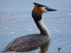 Filename=00112_fotowilga~55.JPG
Filesize=229KB
Dimensions=700x525
Date added=Jun 04, 2018 00112_fotowilga~55.JPG