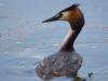 Filename=00113_fotowilga~52.JPG
Filesize=224KB
Dimensions=700x525
Date added=Jun 04, 2018 00113_fotowilga~52.JPG