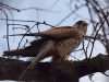 Filename=00113_fotowilga~53.JPG
Filesize=270KB
Dimensions=700x525
Date added=Apr 27, 2019 00113_fotowilga~53.JPG