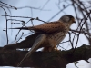 Filename=00117_fotowilga~50.JPG
Filesize=287KB
Dimensions=700x525
Date added=May 05, 2019 00117_fotowilga~50.JPG