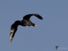 Filename=0011_fotowilga~63.JPG
Filesize=190KB
Dimensions=700x525
Date added=Feb 22, 2019 0011_fotowilga~63.JPG