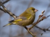Filename=00121_fotowilga.JPG
Filesize=237KB
Dimensions=700x525
Date added=Jul 21, 2019 00121_fotowilga.JPG