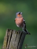 Filename=00121_fotowilga~41.JPG
Filesize=227KB
Dimensions=525x700
Date added=Jul 11, 2017 00121_fotowilga~41.JPG