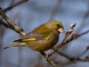Filename=00124_fotowilga~50.JPG
Filesize=235KB
Dimensions=700x525
Date added=Mar 04, 2018 00124_fotowilga~50.JPG