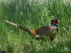 Filename=00124_fotowilga~60.JPG
Filesize=357KB
Dimensions=700x525
Date added=Jun 04, 2019 00124_fotowilga~60.JPG