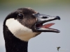 Filename=00126_fotowilga~49.JPG
Filesize=215KB
Dimensions=700x525
Date added=Jun 15, 2018 00126_fotowilga~49.JPG