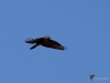 Filename=00127_fotowilga.JPG
Filesize=197KB
Dimensions=700x525
Date added=Dec 10, 2018 00127_fotowilga.JPG
