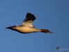 Filename=00134_fotowilga~54.JPG
Filesize=189KB
Dimensions=700x525
Date added=Jan 28, 2019 00134_fotowilga~54.JPG
