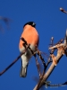 Filename=00137_fotowilga~60.JPG
Filesize=232KB
Dimensions=525x700
Date added=Dec 05, 2018 00137_fotowilga~60.JPG