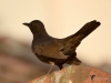 Filename=0013_fotowilga~0.JPG
Filesize=188KB
Dimensions=700x525
Date added=Jun 10, 2019 0013_fotowilga~0.JPG