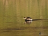 Filename=00141_fotowilga~0.JPG
Filesize=286KB
Dimensions=700x525
Date added=Oct 21, 2020 00141_fotowilga~0.JPG