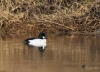 Filename=00141_fotowilga~2.JPG
Filesize=339KB
Dimensions=700x504
Date added=Feb 18, 2023 00141_fotowilga~2.JPG
