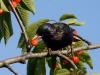 Filename=00142_fotowilga.JPG
Filesize=306KB
Dimensions=700x525
Date added=Jun 19, 2019 00142_fotowilga.JPG