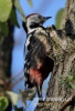 Filename=00144_fotowilga~22.JPG
Filesize=84KB
Dimensions=328x480
Date added=Nov 05, 2015 00144_fotowilga~22.JPG