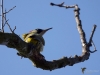 Filename=00145_fotowilga.JPG
Filesize=241KB
Dimensions=700x525
Date added=Mar 10, 2019 00145_fotowilga.JPG