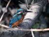 Filename=00146_fotowilga~56.JPG
Filesize=289KB
Dimensions=700x525
Date added=Sep 26, 2019 00146_fotowilga~56.JPG