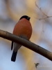 Filename=00148_fotowilga~56.JPG
Filesize=213KB
Dimensions=525x700
Date added=May 15, 2019 00148_fotowilga~56.JPG