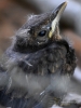 Filename=0014_fotowilga.JPG
Filesize=252KB
Dimensions=525x700
Date added=Mar 28, 2019 0014_fotowilga.JPG