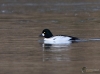 Filename=00150_fotowilga~0.JPG
Filesize=273KB
Dimensions=700x522
Date added=Feb 14, 2021 00150_fotowilga~0.JPG