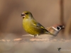 Filename=00154_fotowilga~56.JPG
Filesize=202KB
Dimensions=700x525
Date added=Sep 16, 2018 00154_fotowilga~56.JPG