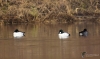 Filename=00155_fotowilga~0.JPG
Filesize=224KB
Dimensions=700x415
Date added=Feb 18, 2023 00155_fotowilga~0.JPG