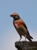 Filename=0015_fotowilga~57.JPG
Filesize=210KB
Dimensions=525x700
Date added=Aug 19, 2018 0015_fotowilga~57.JPG