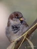Filename=00160_fotowilga~52.JPG
Filesize=246KB
Dimensions=525x700
Date added=Nov 01, 2018 00160_fotowilga~52.JPG