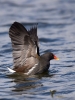 Filename=00164_fotowilga~38.JPG
Filesize=254KB
Dimensions=525x700
Date added=Apr 10, 2018 00164_fotowilga~38.JPG