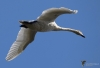 Filename=00165_fotowilga~0.JPG
Filesize=198KB
Dimensions=700x479
Date added=Nov 23, 2021 00165_fotowilga~0.JPG