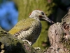 Filename=00167_fotowilga~56.JPG
Filesize=339KB
Dimensions=700x525
Date added=Jul 02, 2019 00167_fotowilga~56.JPG