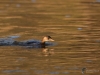 Filename=00168_fotowilga~0.JPG
Filesize=270KB
Dimensions=700x525
Date added=Jan 17, 2021 00168_fotowilga~0.JPG