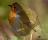 Filename=00168_fotowilga~2.JPG
Filesize=279KB
Dimensions=700x583
Date added=Feb 09, 2022 00168_fotowilga~2.JPG