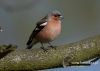 Filename=00168_fotowilga~28.JPG
Filesize=79KB
Dimensions=640x457
Date added=May 26, 2016 00168_fotowilga~28.JPG
