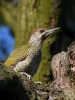 Filename=00170_fotowilga.JPG
Filesize=309KB
Dimensions=525x700
Date added=Jul 05, 2019 00170_fotowilga.JPG