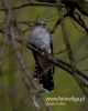 Filename=00170_fotowilga~37.JPG
Filesize=54KB
Dimensions=384x480
Date added=May 23, 2016 00170_fotowilga~37.JPG