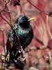 Filename=00172_fotowilga~40.JPG
Filesize=296KB
Dimensions=525x700
Date added=Apr 10, 2018 00172_fotowilga~40.JPG
