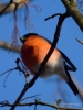 Filename=00173_fotowilga.JPG
Filesize=243KB
Dimensions=525x700
Date added=Oct 10, 2018 00173_fotowilga.JPG
